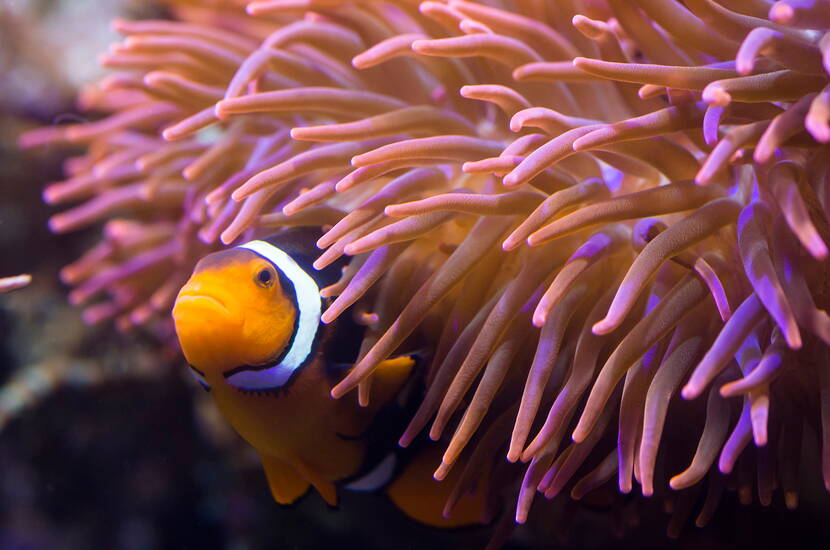 Zoom: Excursion en famille à SEA LIFE Constance. Traverse l'habitat de la mer Rouge dans un tunnel sous-marin de huit mètres de long et fais des rencontres d'une proximité époustouflante avec les magnifiques créatures marines.