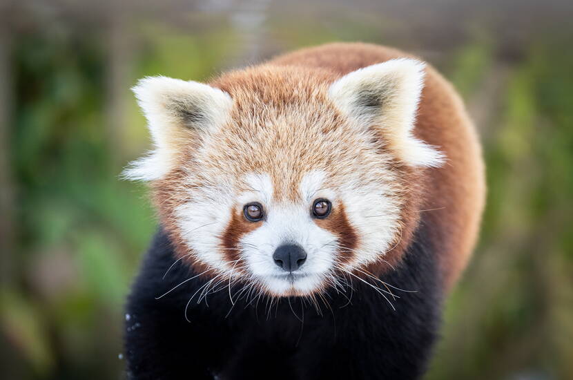 Zoom: Auf dem Bild ist ein süsser kleiner Panda aus dem Walter Zoo zu sehen, der neugierig in die Kamera blickt.