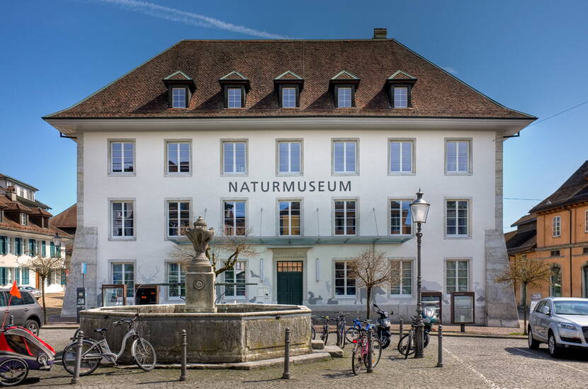 Zoom: Familienausflug Naturmuseum Solothurn. Das Naturmuseum Solothurn weckt bei seinen Besucherinnen und Besucher Interesse, Begeisterung, Verständnis und Liebe für die Natur.
