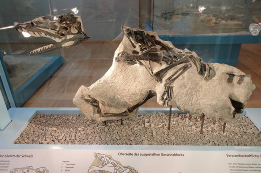 Zoom: Excursion en famille - Le Musée des dinosaures de Frick est le seul musée de Suisse à présenter un squelette complet du dinosaure Plateosaurus, qui a pu être extrait d'une carrière d'argile près de Frick.