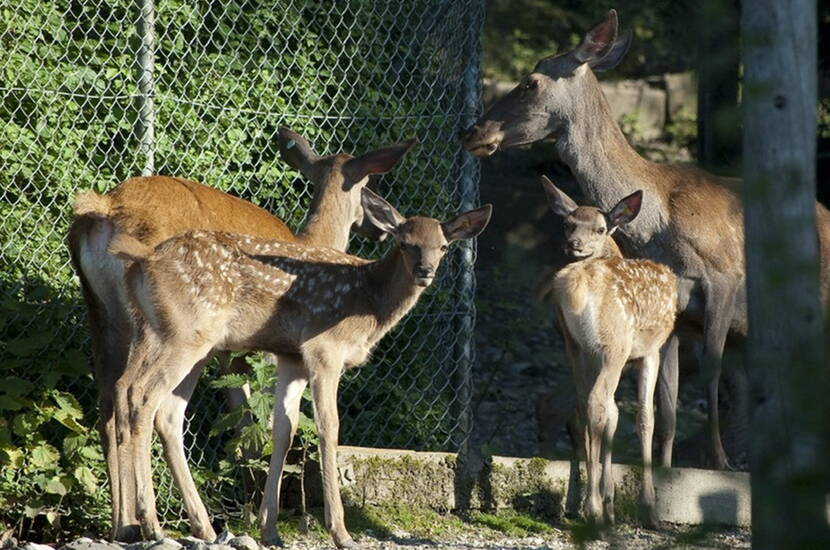 Zoom: Excursion en famille au parc des cerfs de Lucerne. Au parc des cerfs de Lucerne, tu peux comparer et observer en face à face les différentes générations de cerfs. Du petit veau à la biche en passant par le cerf étroit et le cerf de place avec ses impressionnantes ramures.