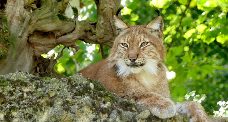 Excursion en famille au parc animalier Lange Erlen. Excursions à Bâle - Outre le cerf rouge et le daim, le lynx, le chat sauvage et le sanglier vivent dans des installations proches de la nature.