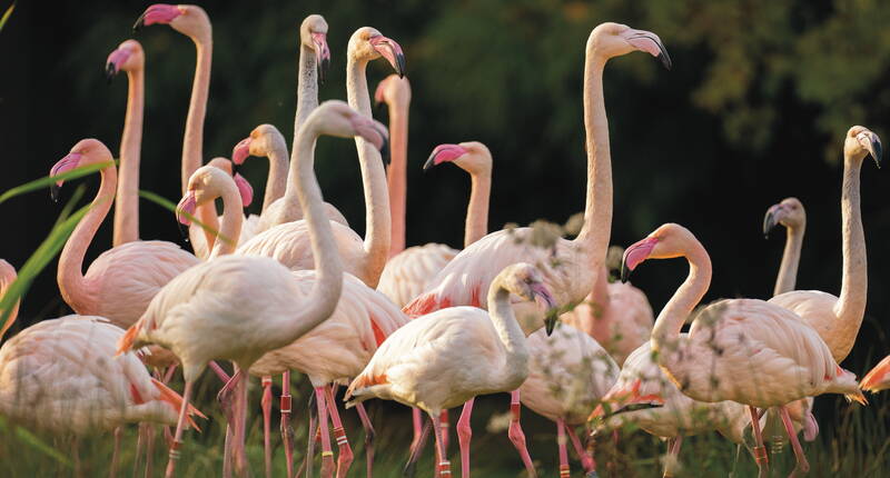 Auf dem Bild ist die Gruppe Flamingos vom Walter Zoo zu sehen, die auf einer grünen Wiese stehen.