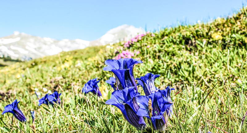 Familienausflug Bergblumenpfade Titlis. Geniesse auf den beiden Bergblumenpfaden den Bergfrühling und -Sommer. Die Blütezeit beginnt im Juni.