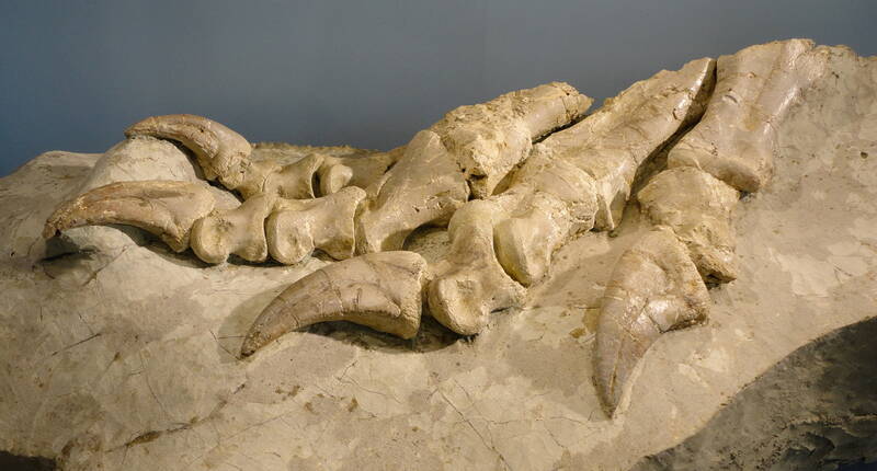 Bon pour une entrée gratuite au Musée des dinosaures de Frick. Télécharge ton bon pour une entrée gratuite et prépare-toi pour une excursion dans le passé. Le Musée des dinosaures de Frick te montre de près surtout des ossements de dinosaures dits "à plaques" de l'époque du Trias, dont le squelette de dinosaure le plus complet jamais trouvé en Suisse.