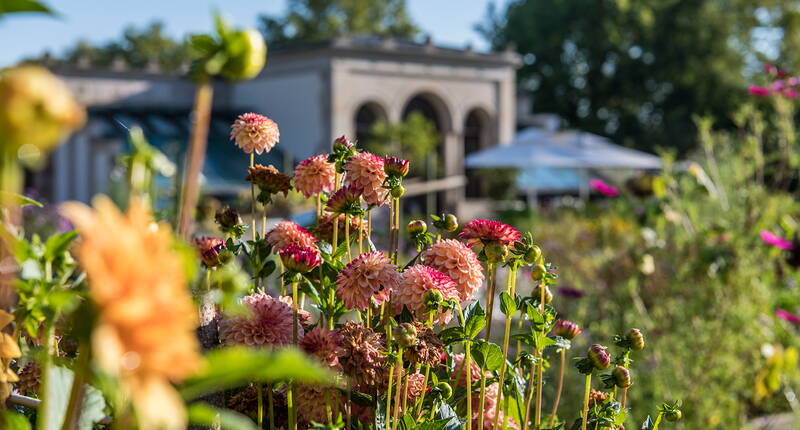 Les jardins Merian sont à la fois de riches jardins botaniques, des parcs historiques et des espaces de détente aménagés avec soin. Ils attirent toute l'année par leur floraison luxuriante, leur diversité végétale unique et leurs impressionnantes collections botaniques.