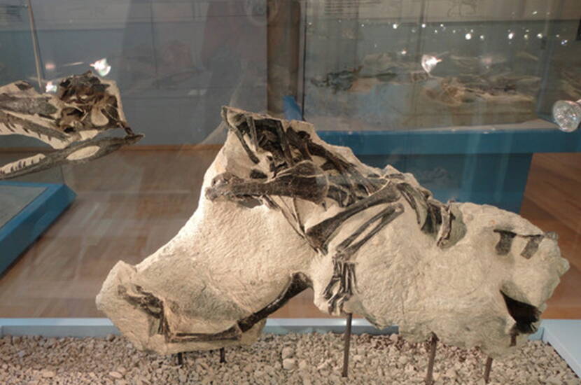 Zoom: Gita in famiglia – Il Museo dei dinosauri Frick è l'unico museo in Svizzera a esporre uno scheletro completo del dinosauro Plateosaurus, recuperato da una cava di argilla vicino a Frick.