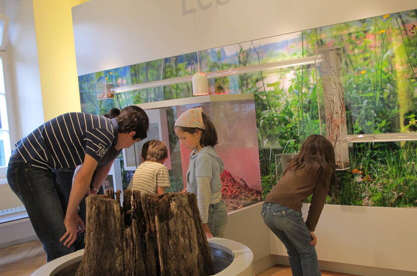 Zoom: Familienausflug Historisches Museum Thurgau. In lebensechten Darstellungen sind viele einheimische Pflanzen und Tiere zu entdecken. Fossilien lassen längst vergangene Zeiten lebendig werden.