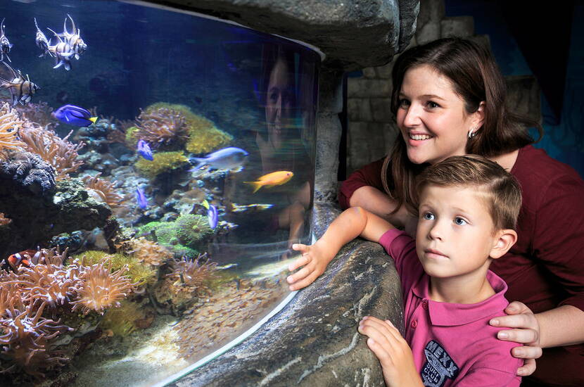 Zoom: Excursion en famille à SEA LIFE Constance. Traverse l'habitat de la mer Rouge dans un tunnel sous-marin de huit mètres de long et fais des rencontres d'une proximité époustouflante avec les magnifiques créatures marines.