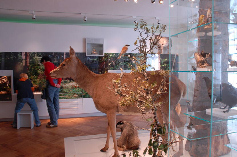 Zoom: Familienausflug Historisches Museum Thurgau. In lebensechten Darstellungen sind viele einheimische Pflanzen und Tiere zu entdecken. Fossilien lassen längst vergangene Zeiten lebendig werden.