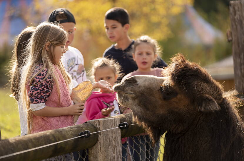 Zoom: Auf dem Bild ist eine Gruppe Kinder zu sehen, die im Walter Zoo ein Trampeltier füttern.