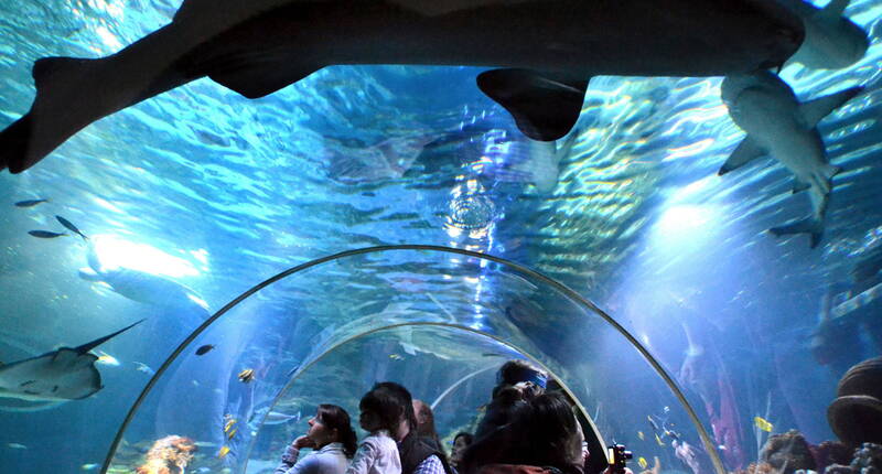 Excursion en famille à SEA LIFE Constance. Traverse l'habitat de la mer Rouge dans un tunnel sous-marin de huit mètres de long et fais des rencontres d'une proximité époustouflante avec les magnifiques créatures marines.