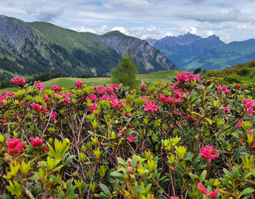 Des espèces d'orchidées locales et une immense mer de fleurs de roses des Alpes. Ce ne sont que deux des innombrables espèces que tu peux admirer après la fonte des neiges sur le sentier des fleurs alpines et te laisser envoûter par leur parfum enivrant. En train jusqu'à l'Leiterli et c'est parti! 